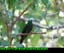 Purple throated mountain gem hummingbird